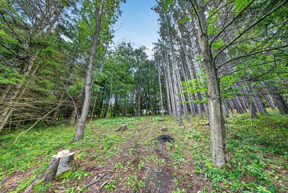 Sous-bois de la pinède
