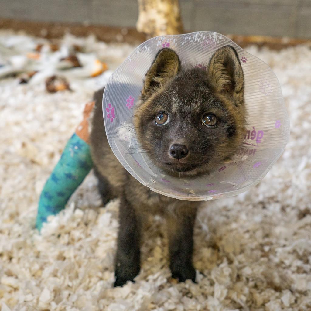 Zorro, le renard du Miller Zoo