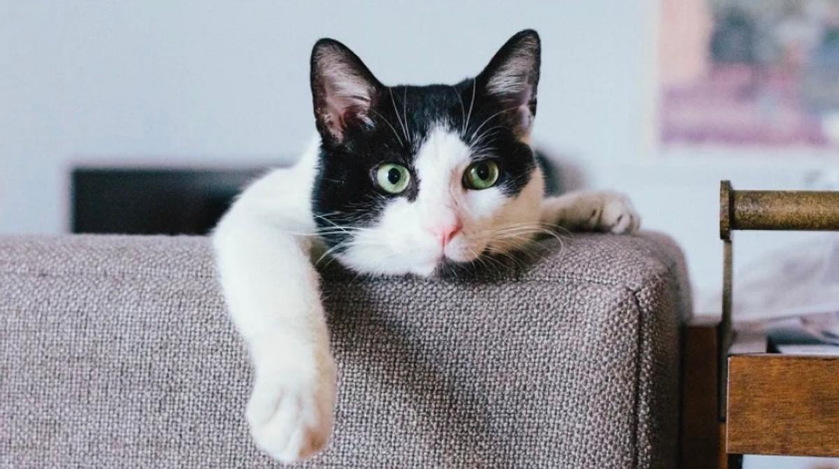 Chat