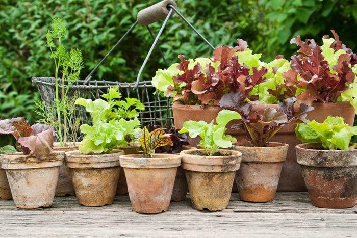 Fleurs en pot