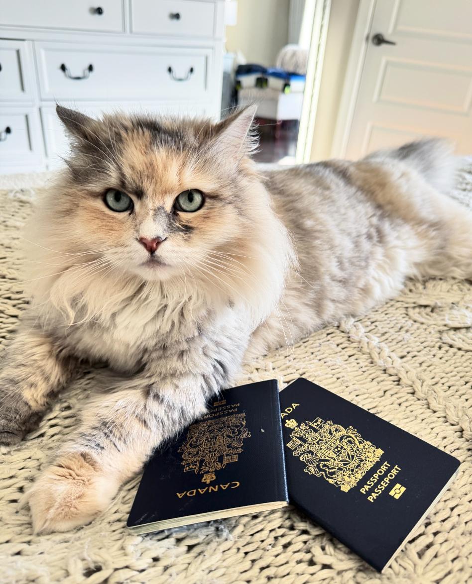 Chat de Maika Desnoyers