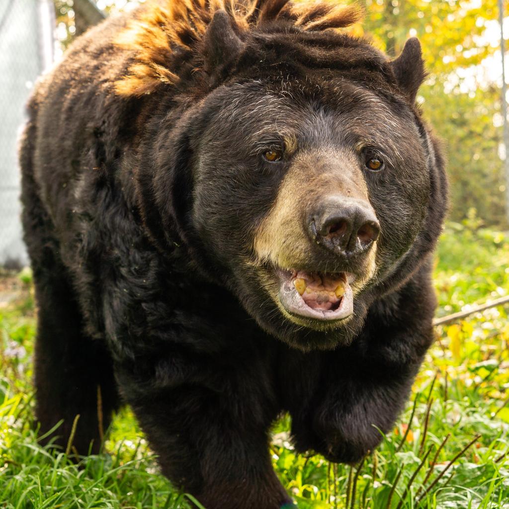 Buddy du Miller Zoo
