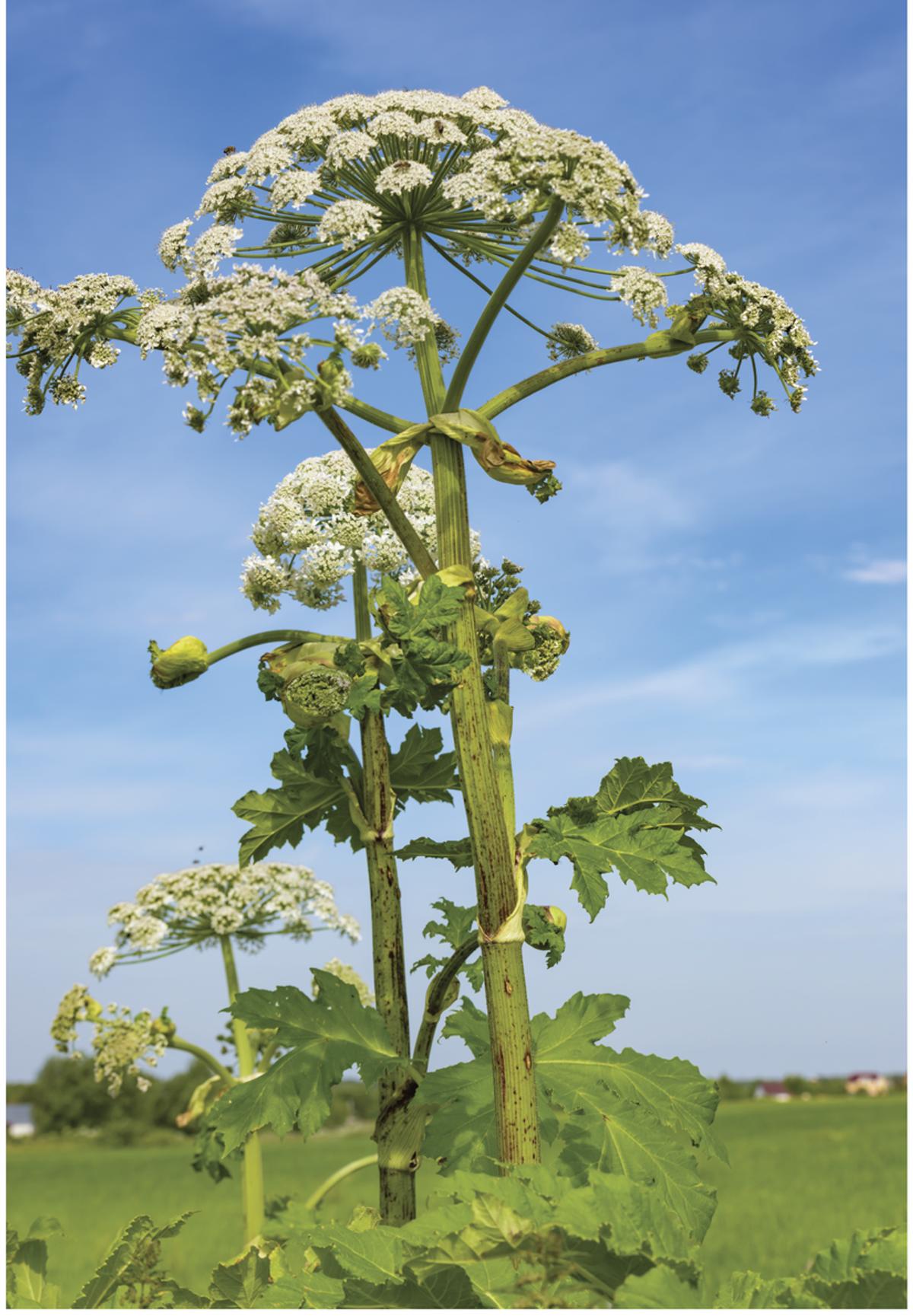 Plante adulte de la berce du Caucase pouvant atteindre 5 mètres de hauteur