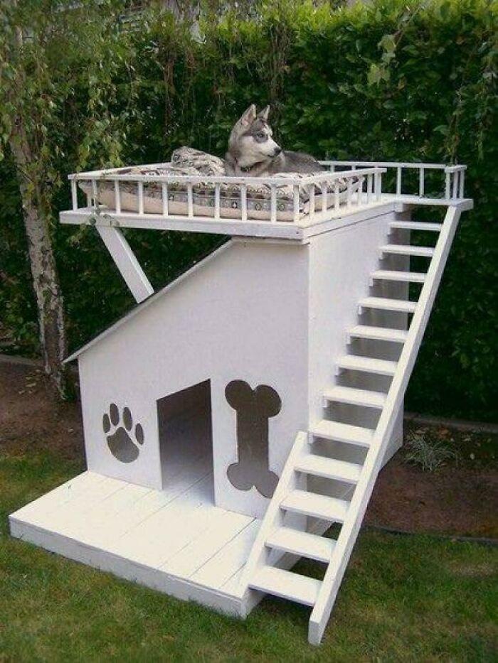 Niche pour chien