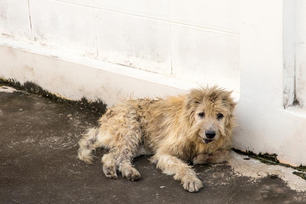 Un chien abandonné