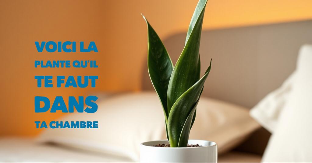 Plante