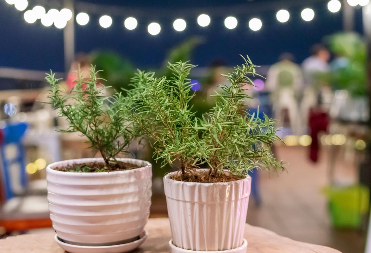 Plantes