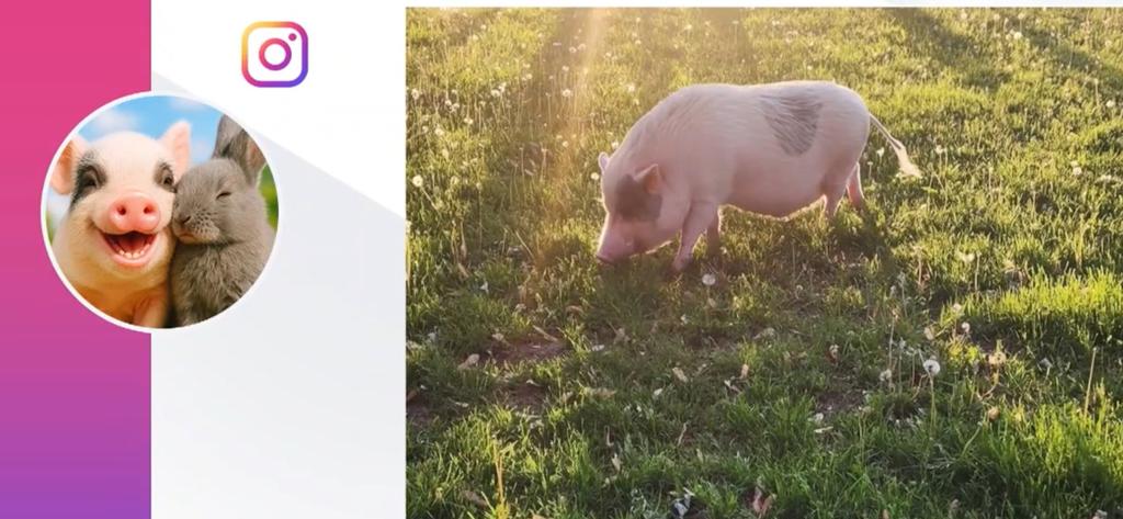 Timmy le cochon