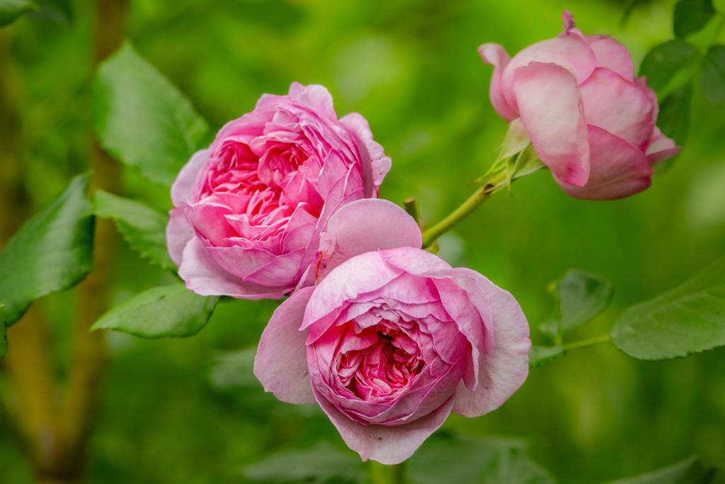 Fleurs jardin