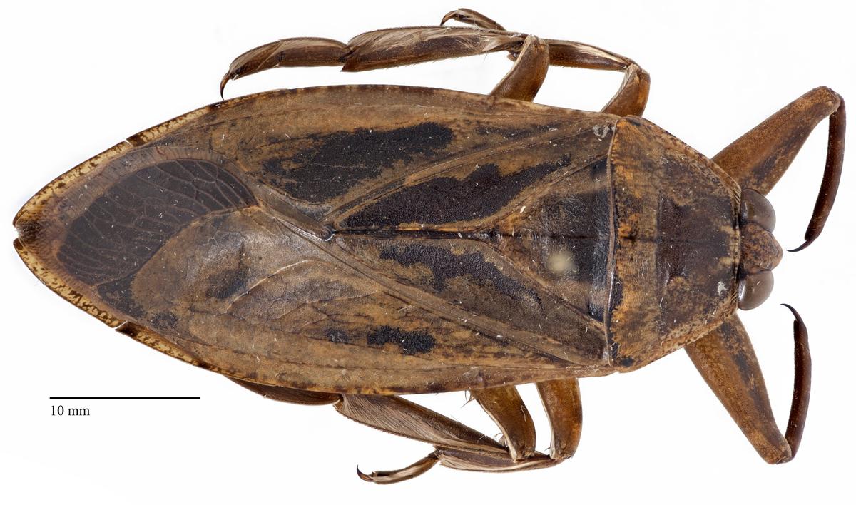 Lethocerus americanus