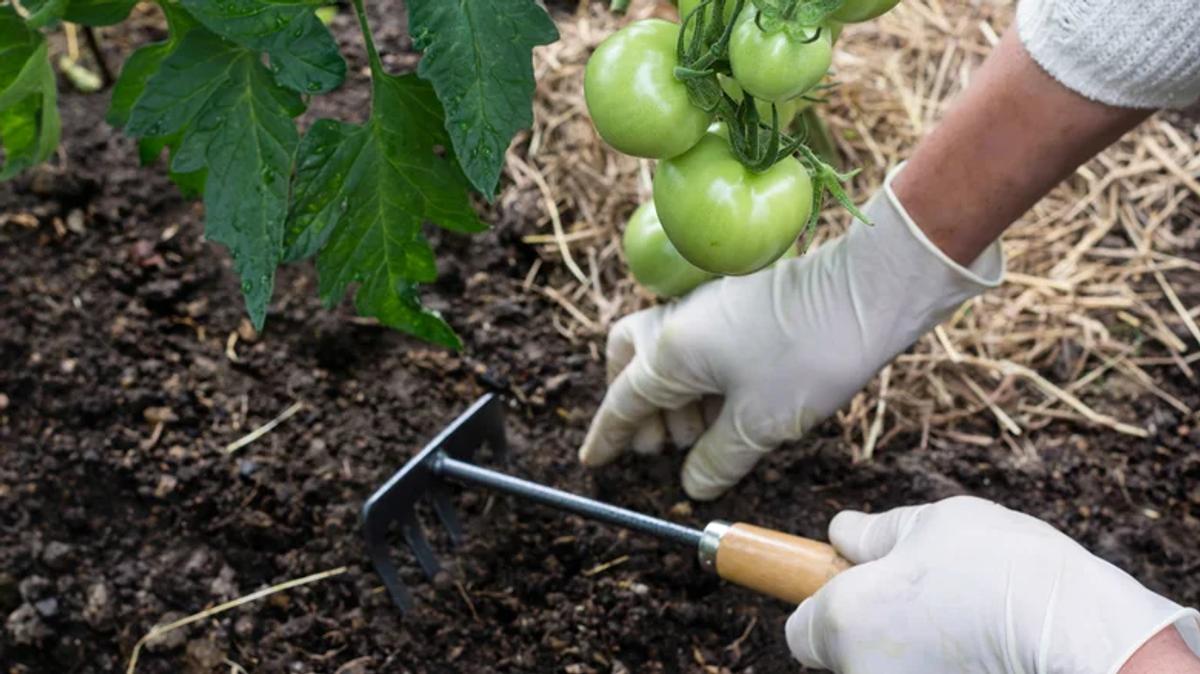 Tomates