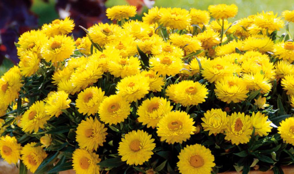 Fleurs