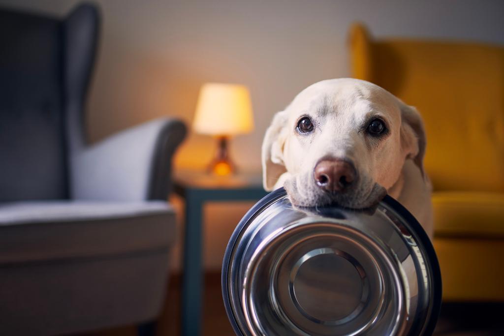 Un chien tenant une gamelle 