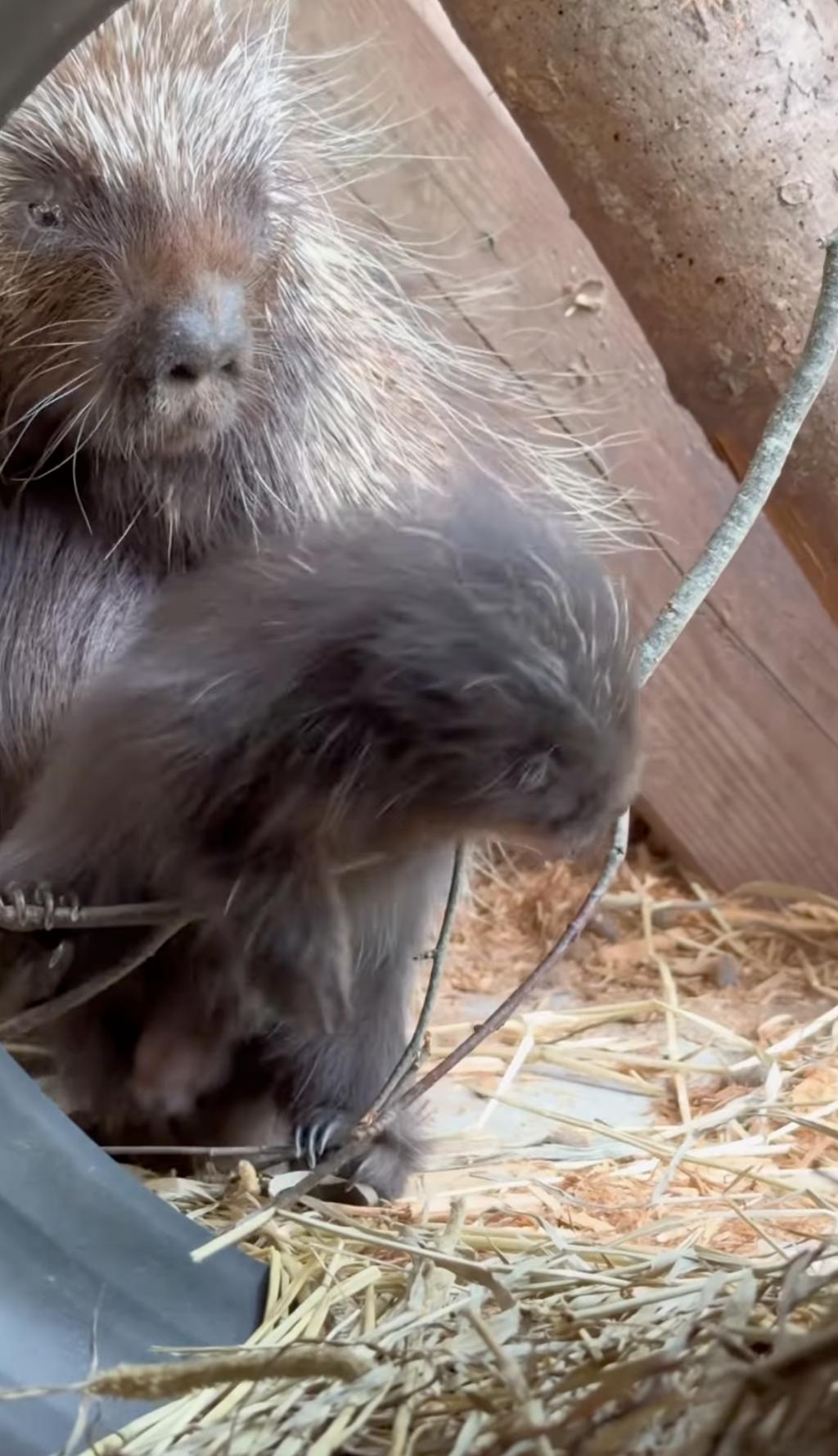 Bébé porc-épic du Miller Zoo