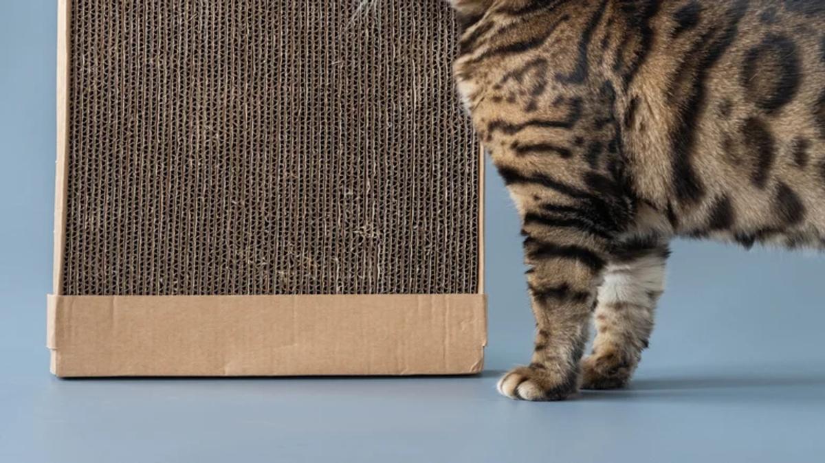Carton pour chat