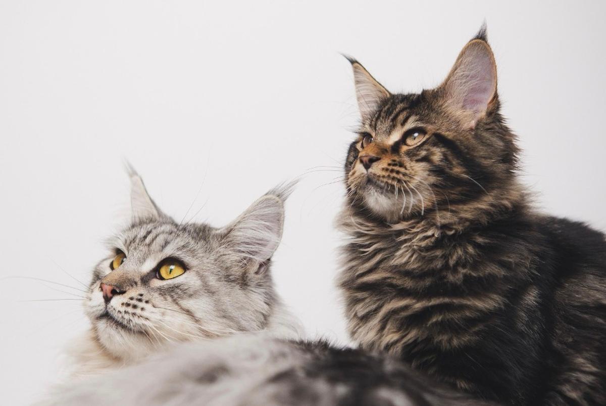 Chats