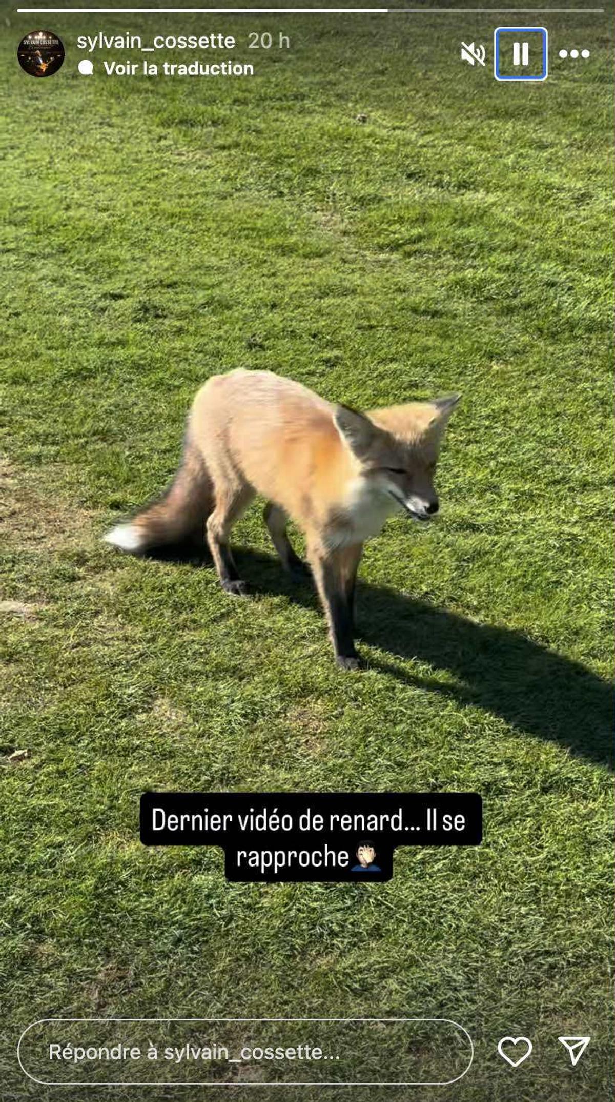 Renard