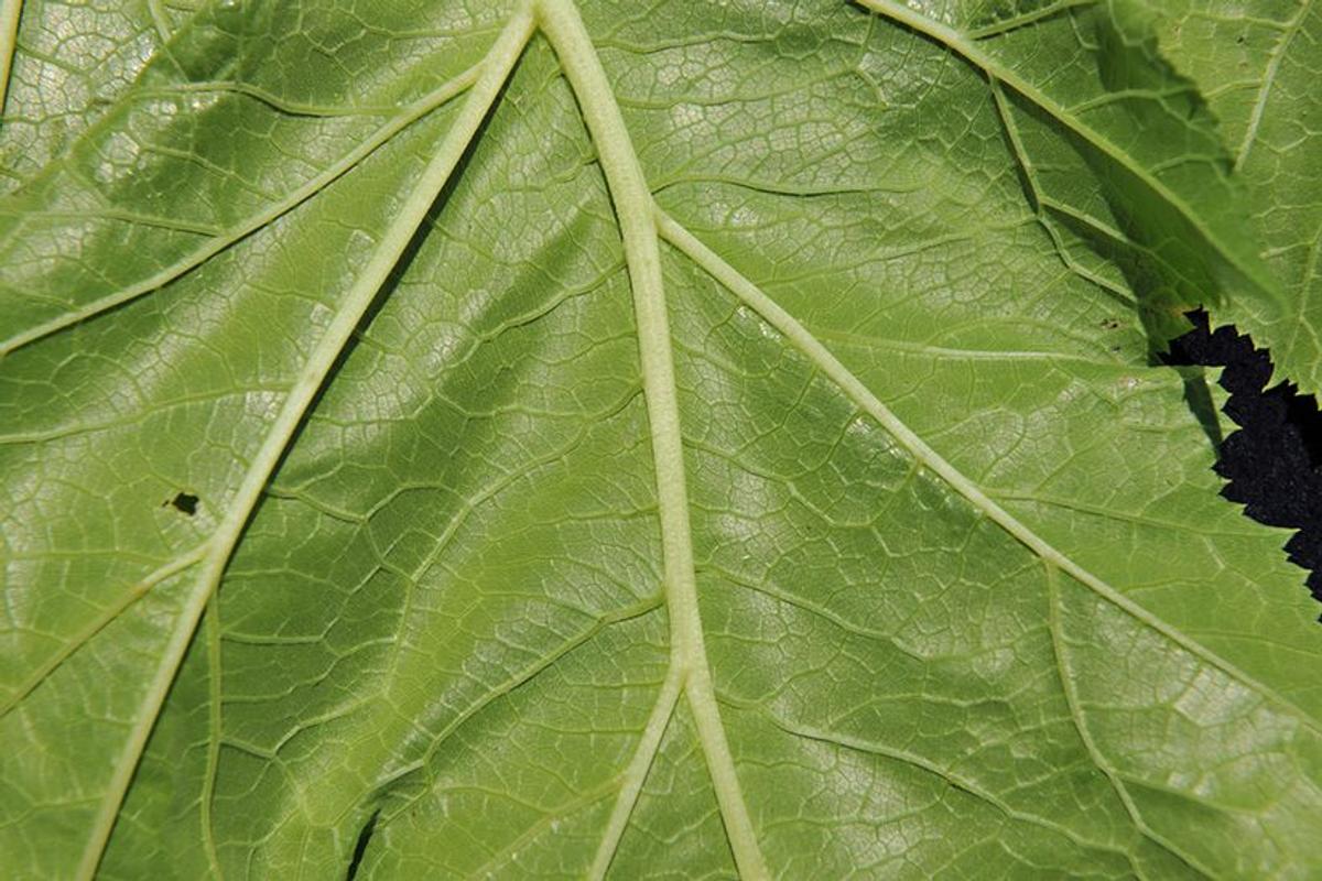 Envers des feuilles de la berce du Caucase, lisse ou légèrement écailleux