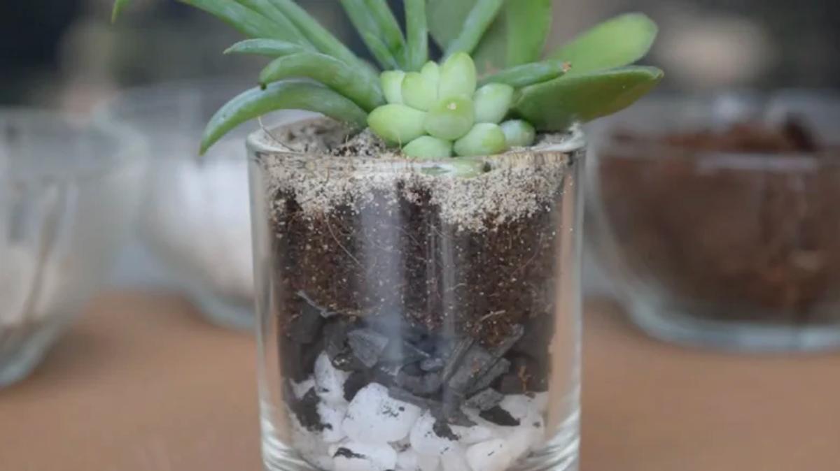 Plante