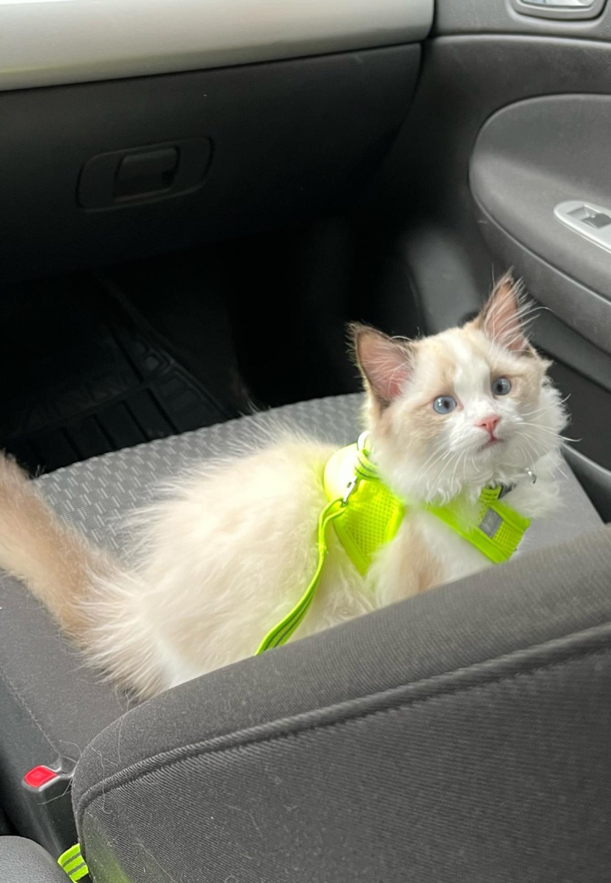 Barnabé, le chat de Katrine Duhaime