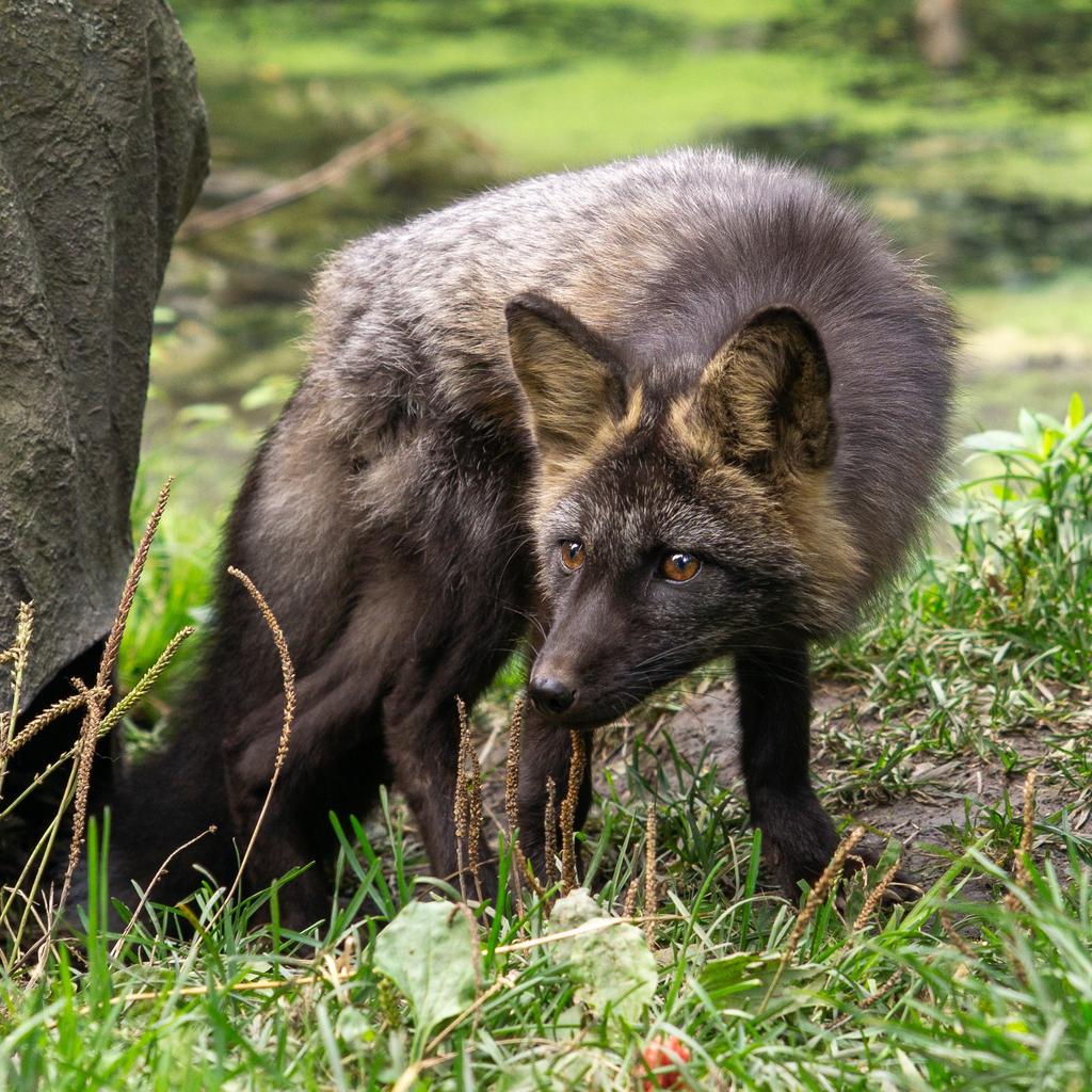Zorro, le renard du Miller Zoo