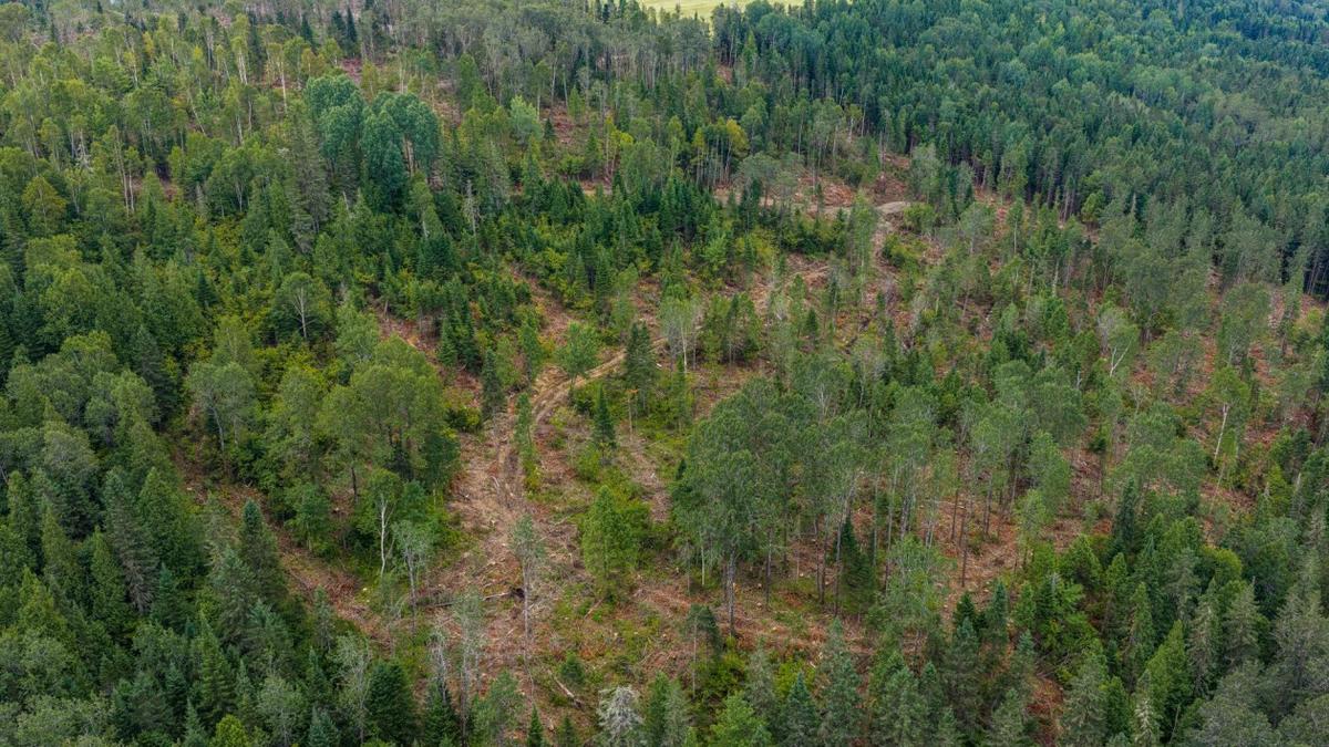 Vue aérienne du vaste terrain boisé
