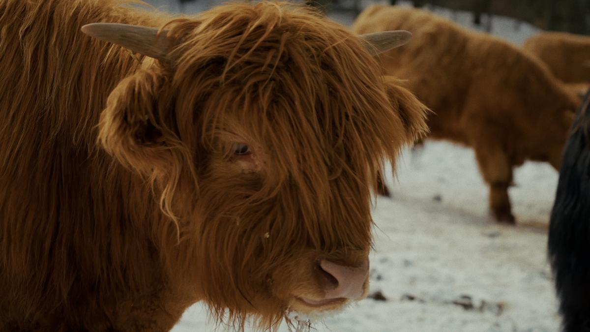 Un boeuf Highland de la Ferme Badger