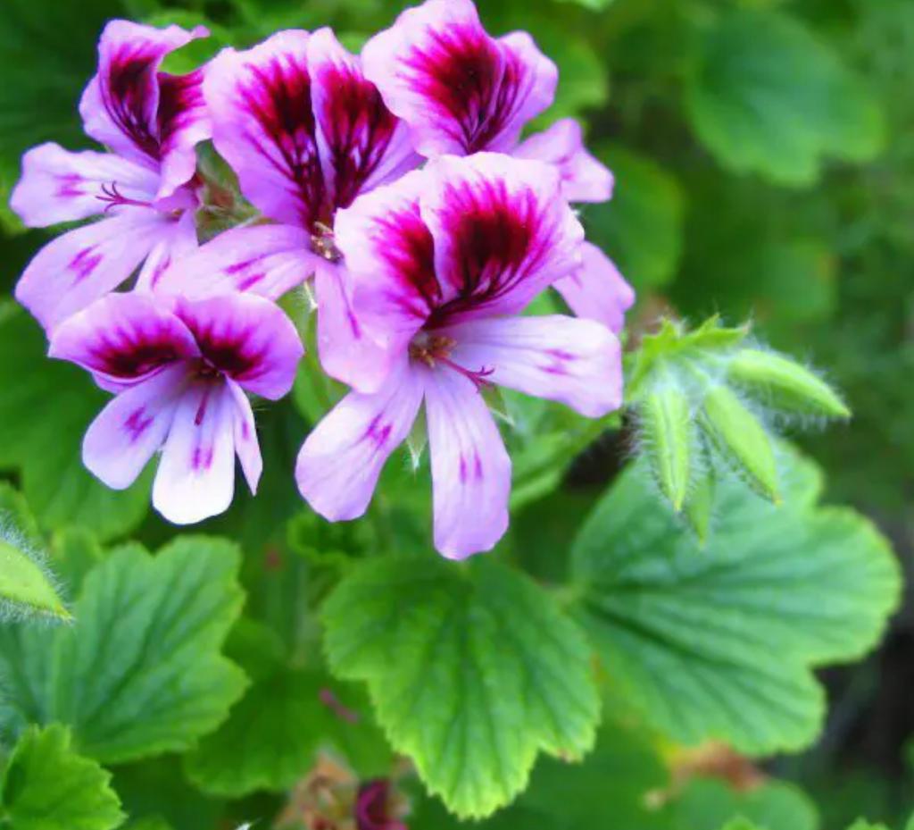 Géranium