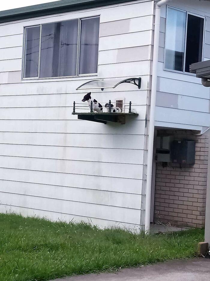 Niche chien