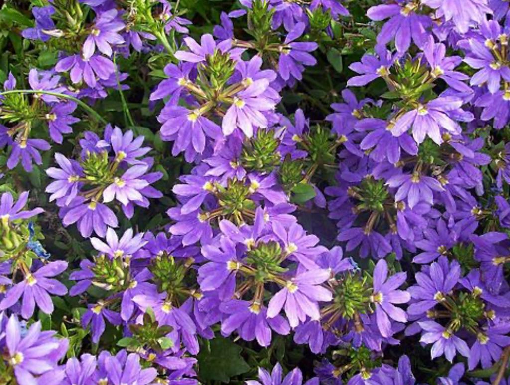 Fleurs