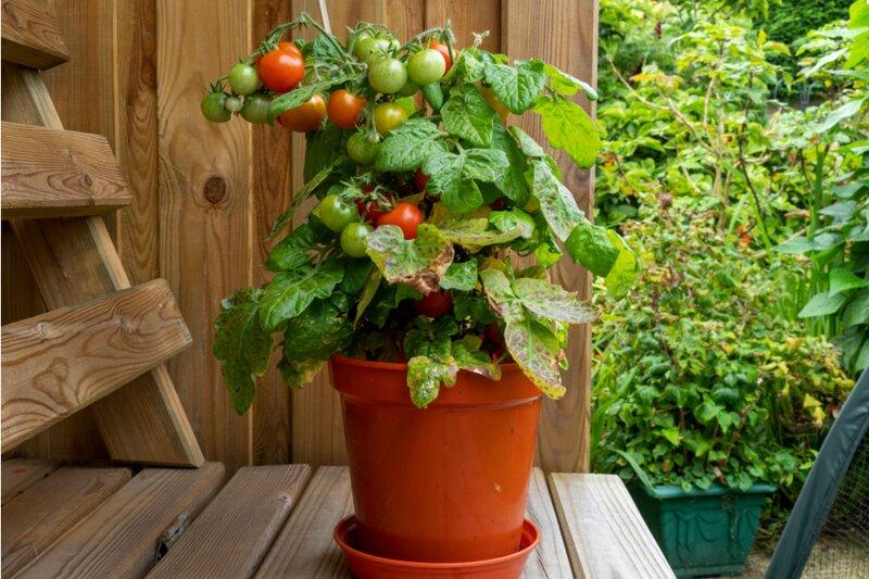 Tomates