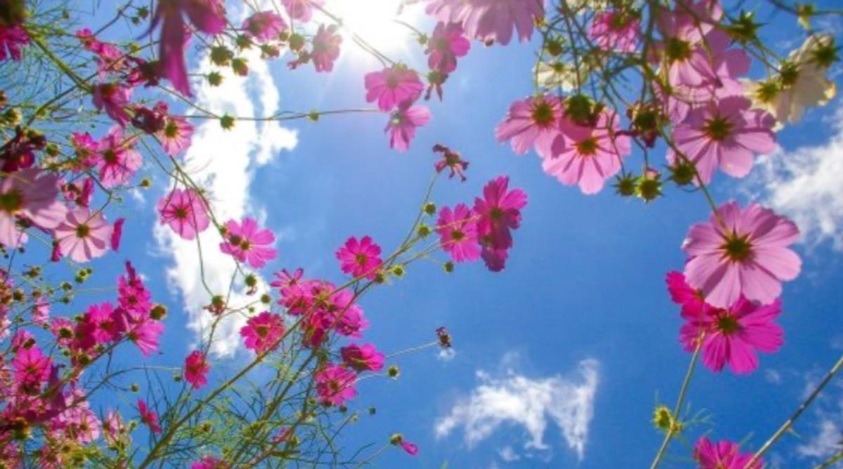 Fleurs