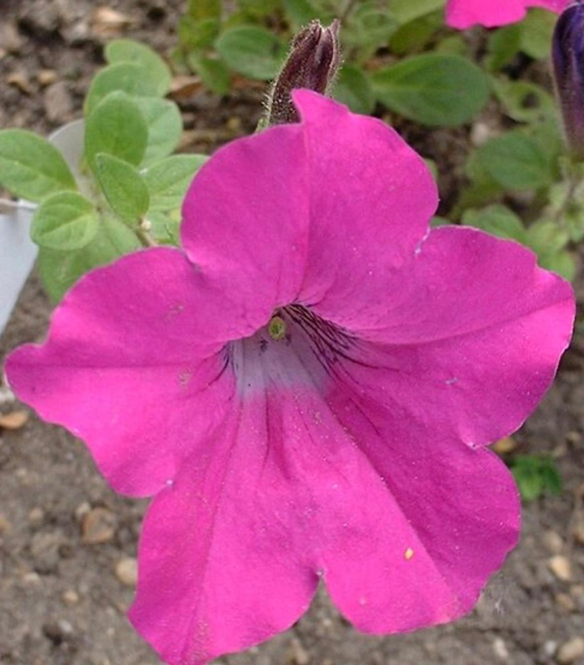 Fleurs