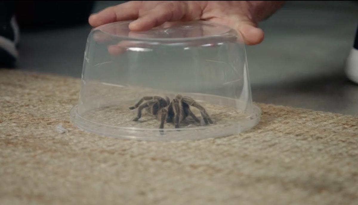 Araignée dans STAT