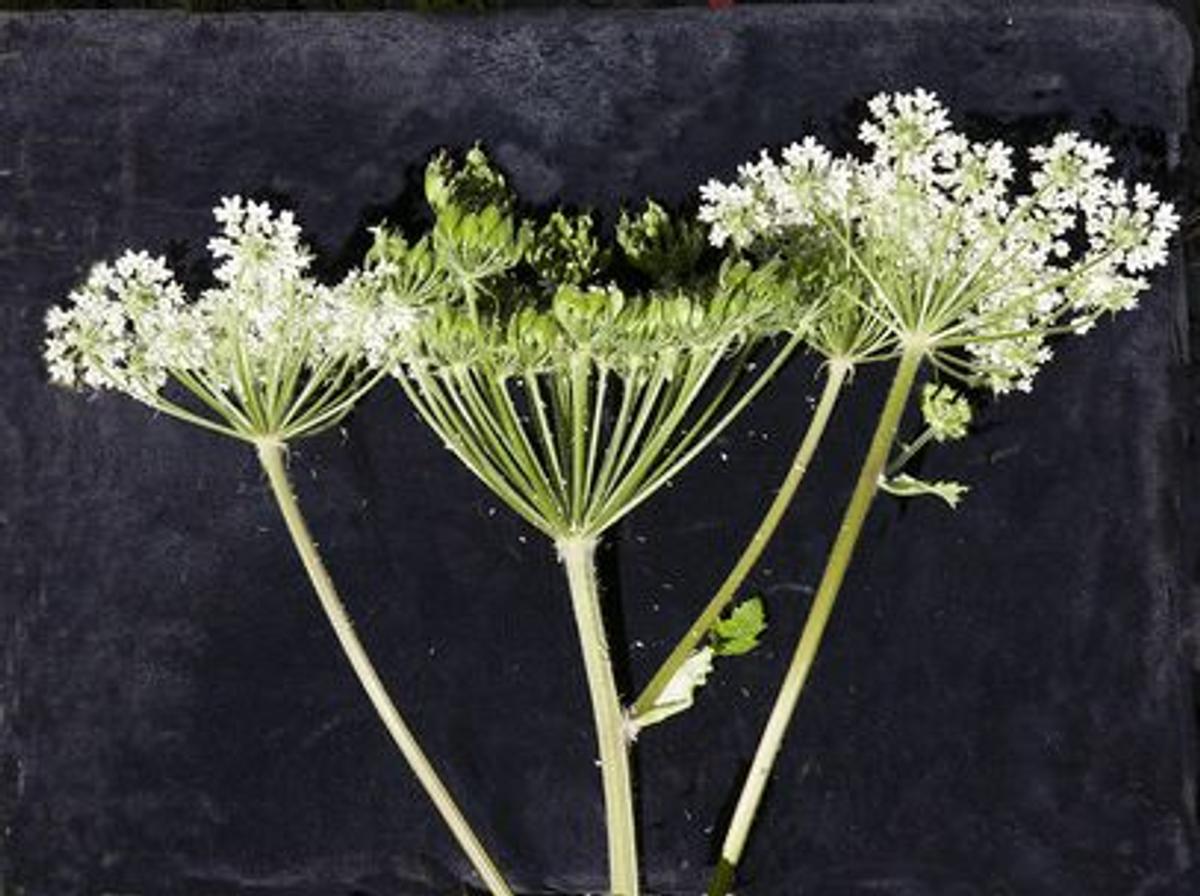 Fleurs de la berce laineuse, à ne pas confondre avec la berce du Caucase