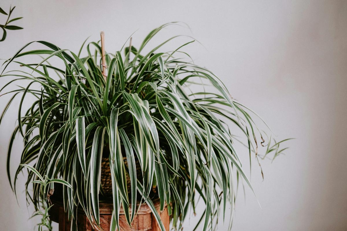 Plante araignée
