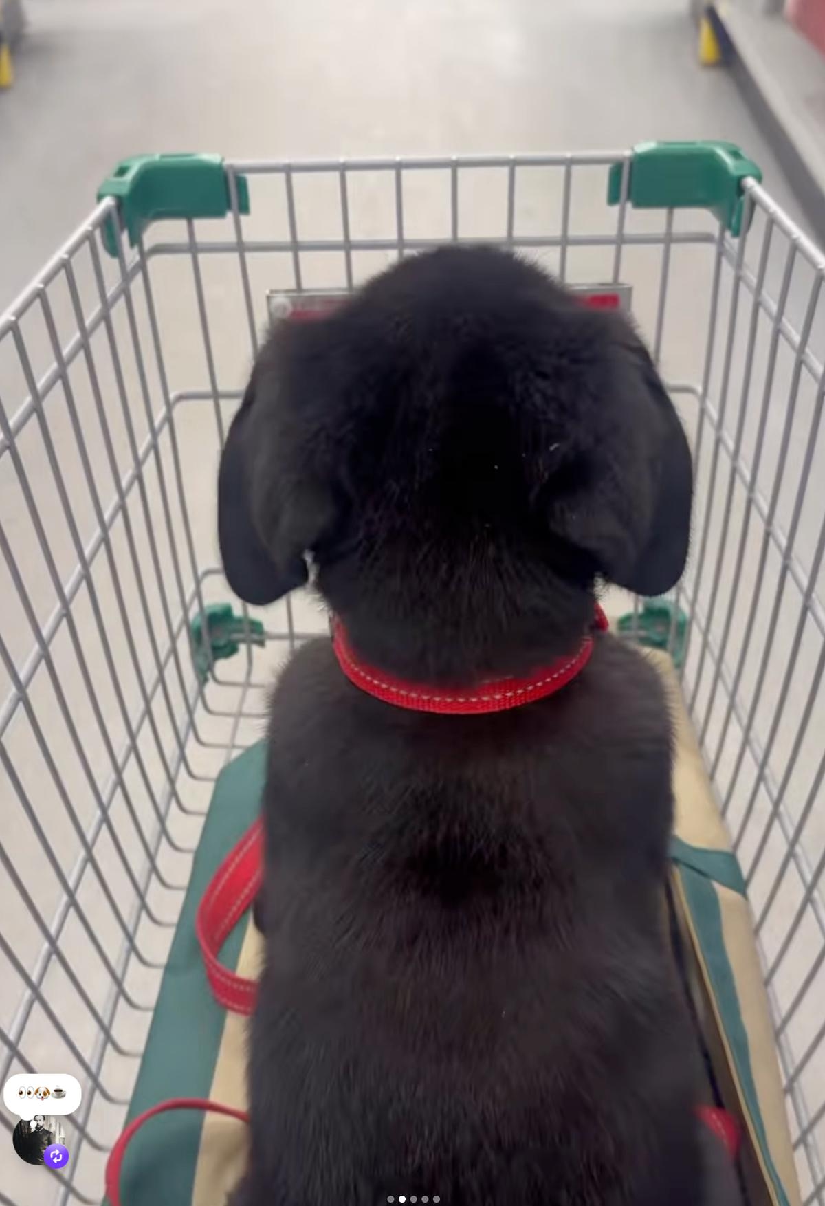 Le nouveau chien de Louis-François Marcotte et Patricia Paquin