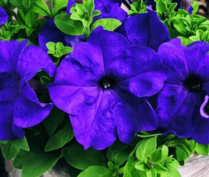 Fleurs
