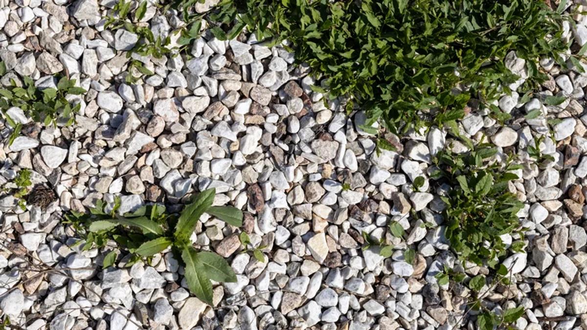 Mauvaises herbes