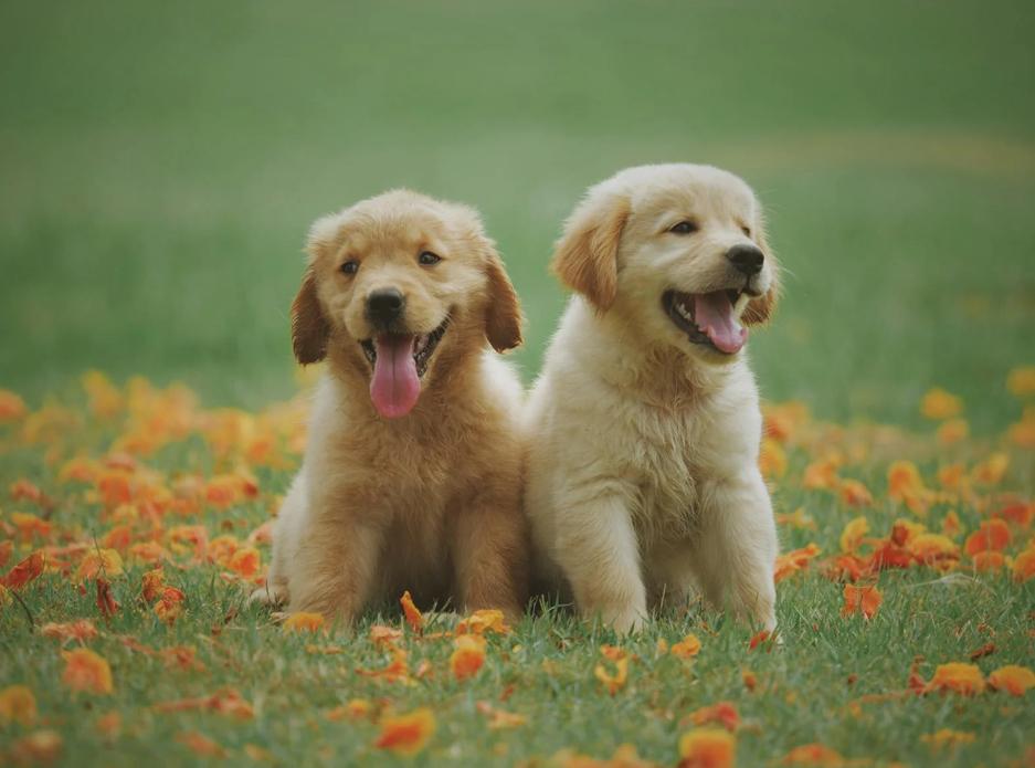 Deux jeunes chiots