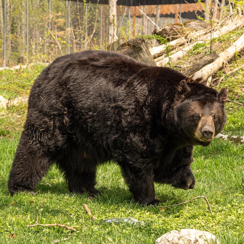 Buddy du Miller Zoo