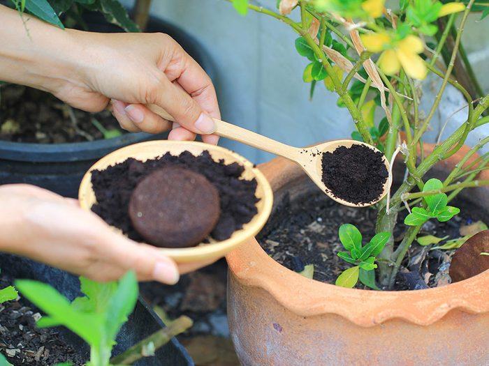 Fertiliser plantes