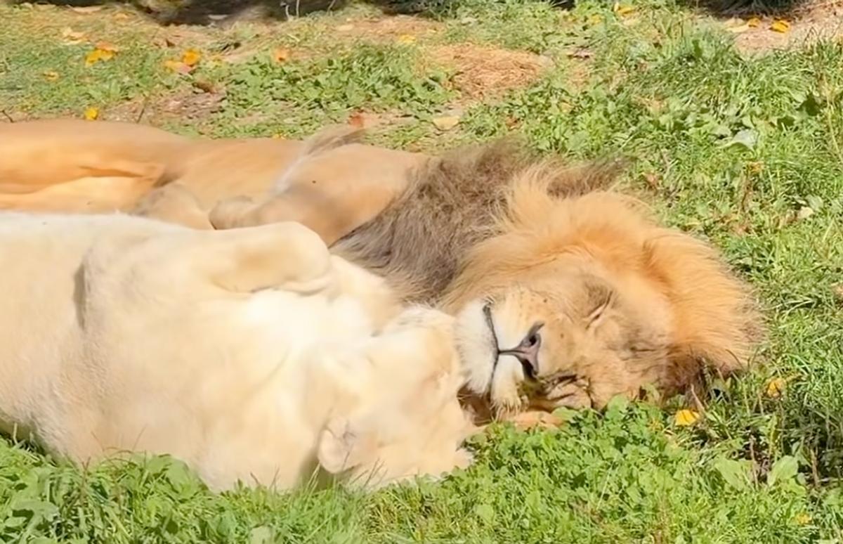 Lions
