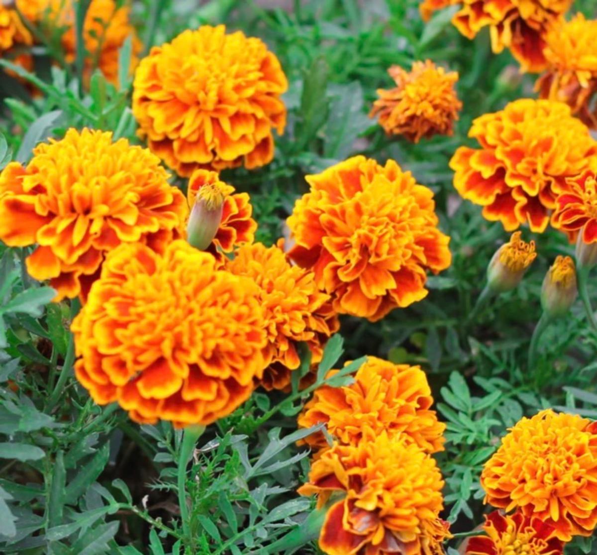 Fleurs