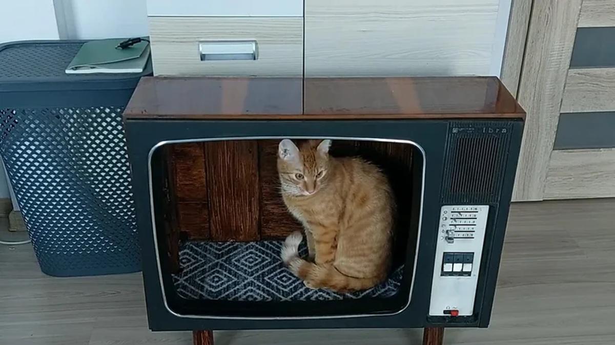 Chat maison