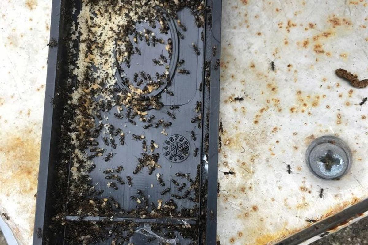 Fourmis