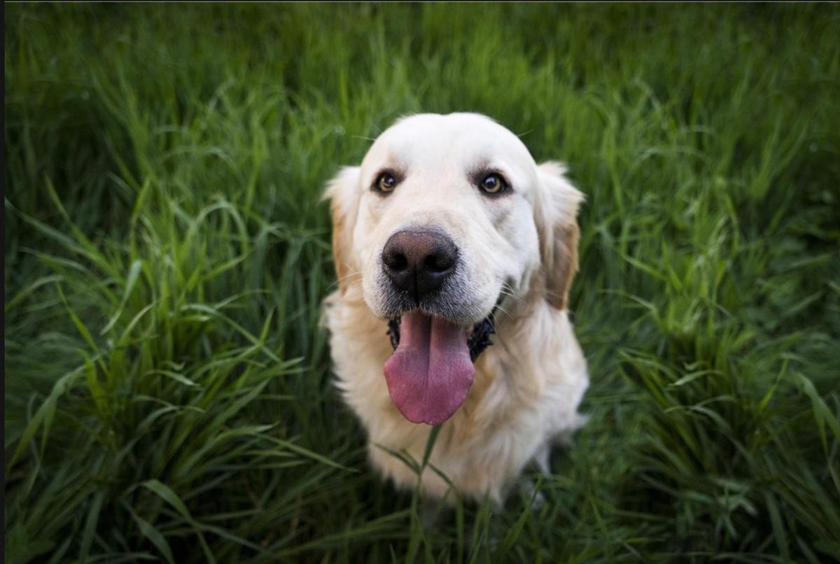 Chien logement