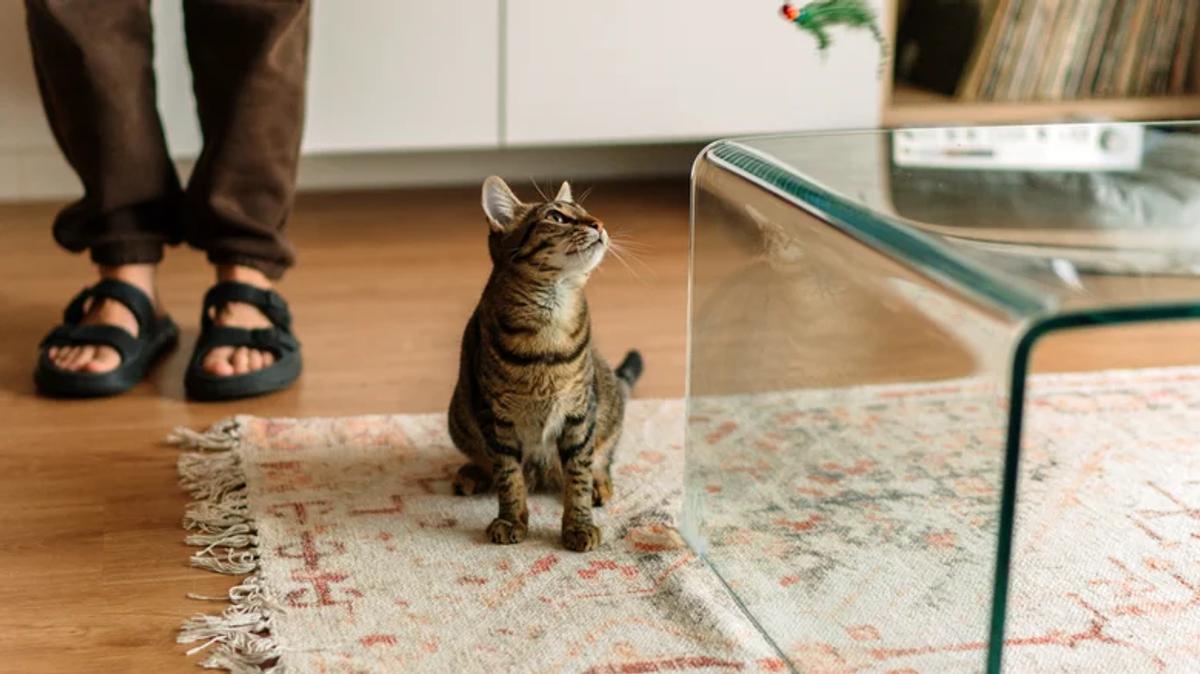 Chat meuble