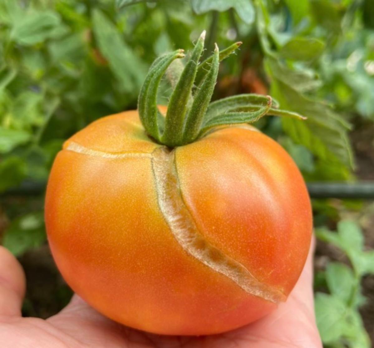 Tomate