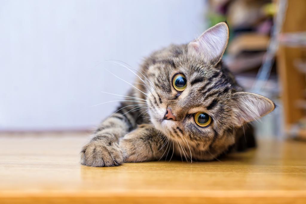 Un chat